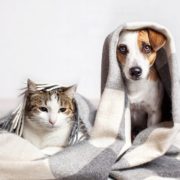 Pet Custody in Texas: Who Keeps the Pet in a Divorce?