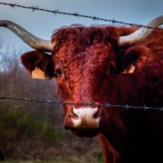 TX Supreme Court Sides with Bull Owner in Fence Law Case
